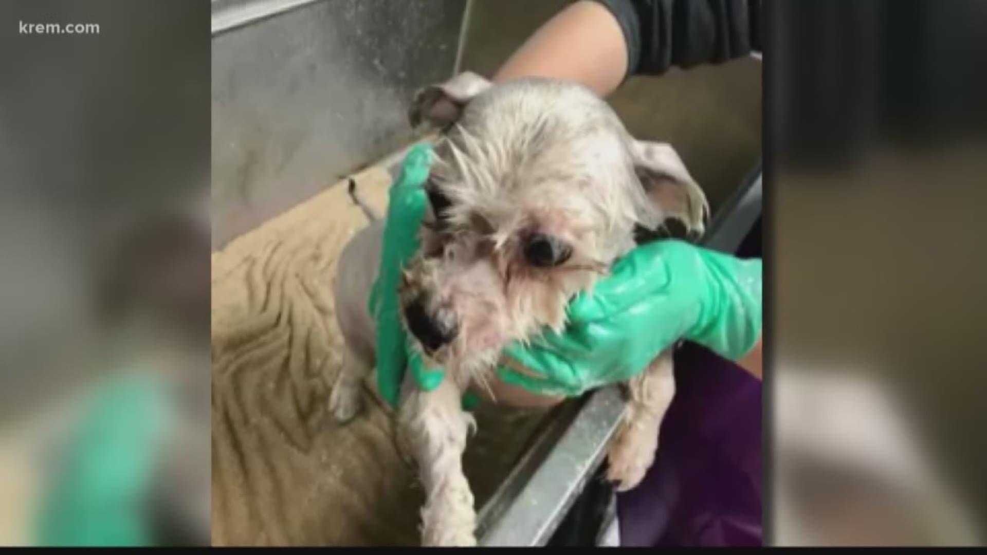 The Humane Society said the dogs' owner asked to have the dogs euthanized because they would bite.