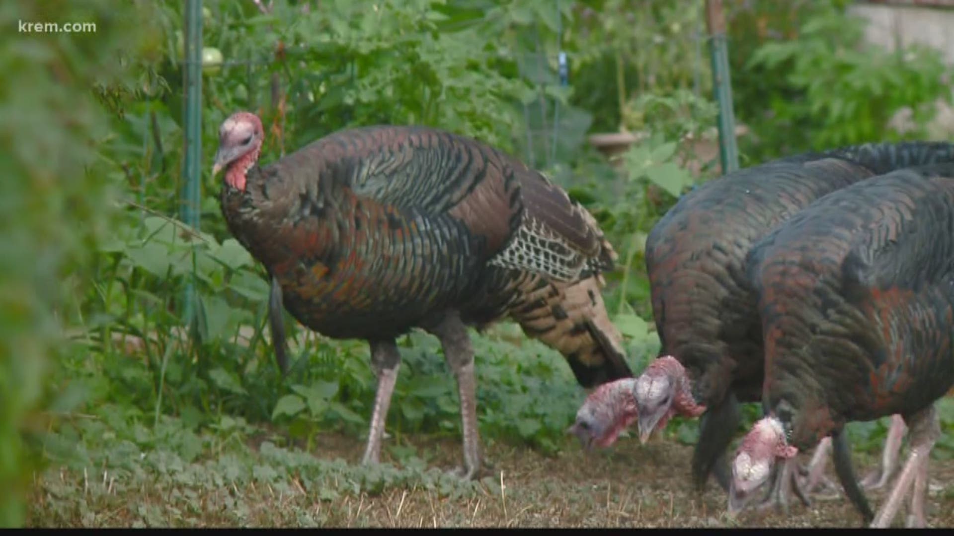 They eat your lawn. They terrorize your streets. They are the South Hill Turkeys – and they aren't going away any time soon.