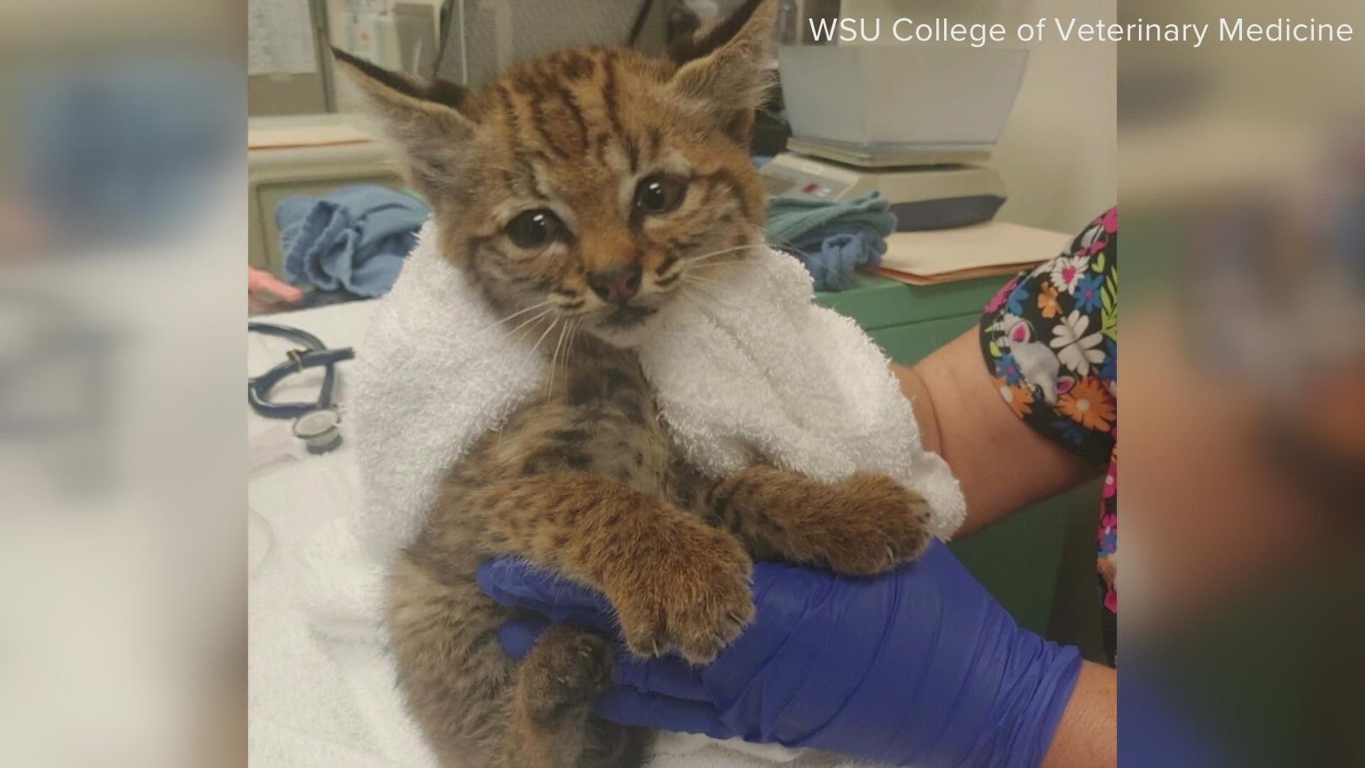 One-month-old baby bobcat was brought to the vets at WSU after she was found near Orofino, dehydrated, malnourished and severely underweight alongside a road.