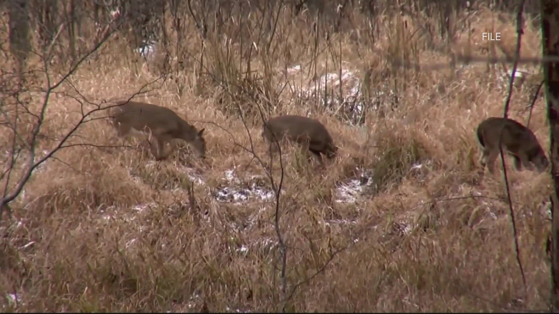 The state agency received reports of a symptomatic buck at the Flathead County landfill.