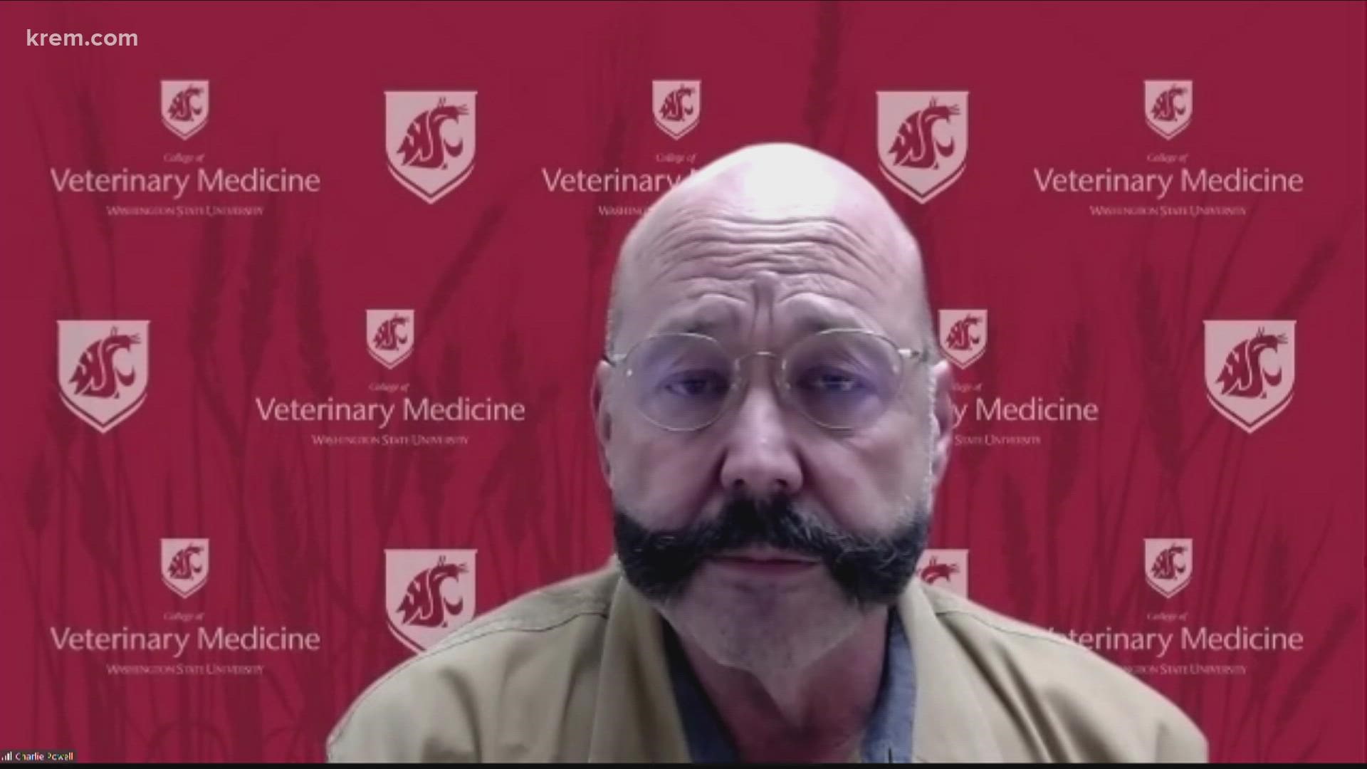 WSU's Charlie Powell said SCRAPS has identified multiple cases of Streptococcus Zooepidemicus (Strep Zoo) in dogs at the shelter.