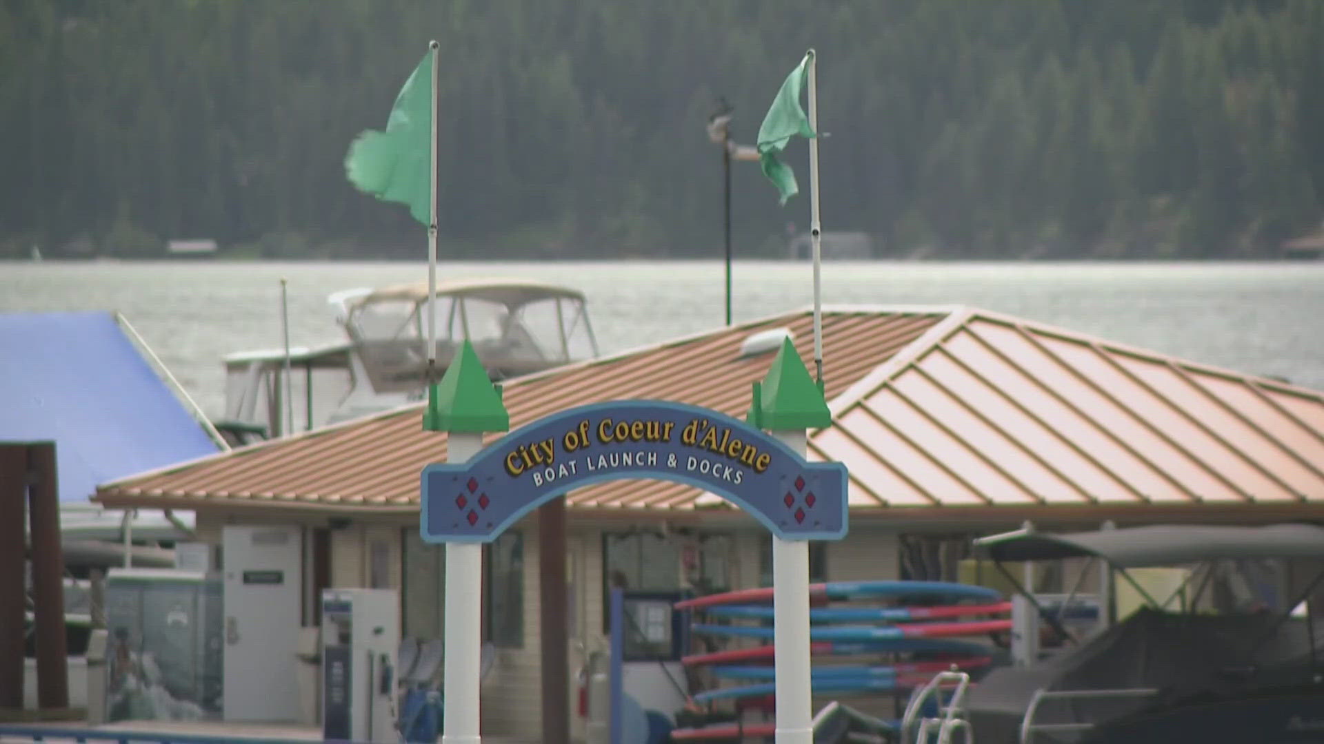 monstera houseplant Monstera Deliciosa 'Swiss Cheese Plant' Houseplant 17cm Pot