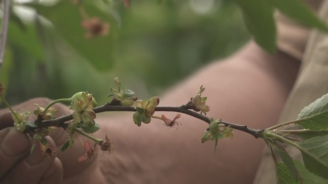 Weather causes issues for cherry and peach crop in Green Bluff - Vimarsana News