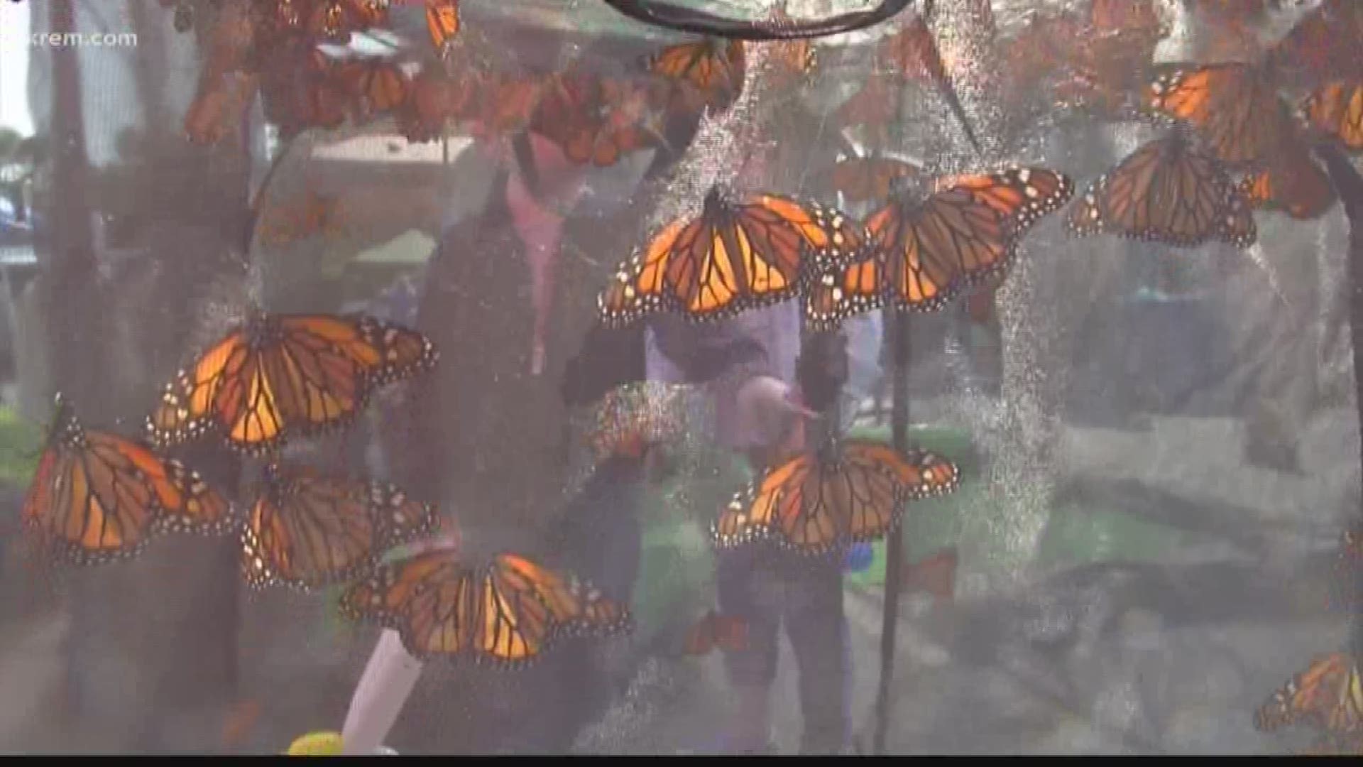 Monarch Butterfly populations are plummeting in the west. But as KREM 2's Nicole Hernandez found out one Spokane woman is doing what she can to help the butterflies survive.