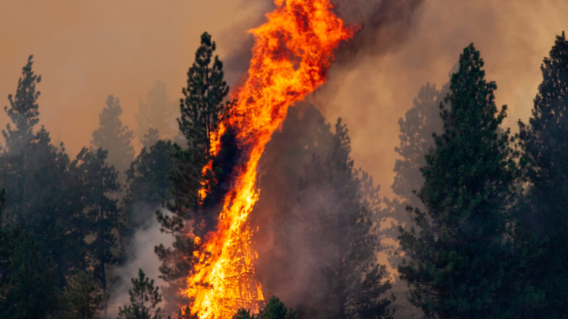 Williams Lake Fire Photos of the Flames