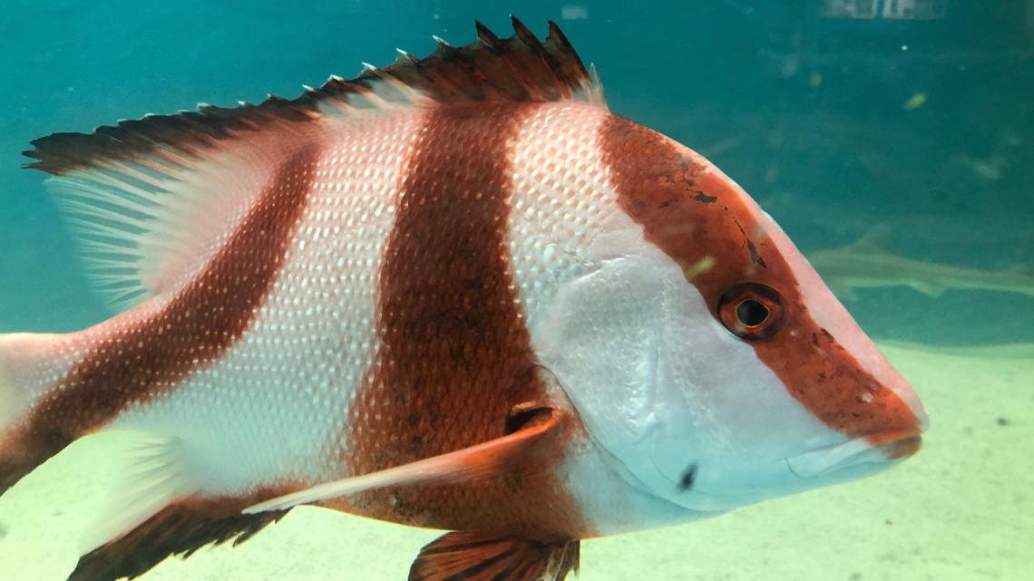 Blue Zoo interactive aquarium opens Thursday at Northtown Mall