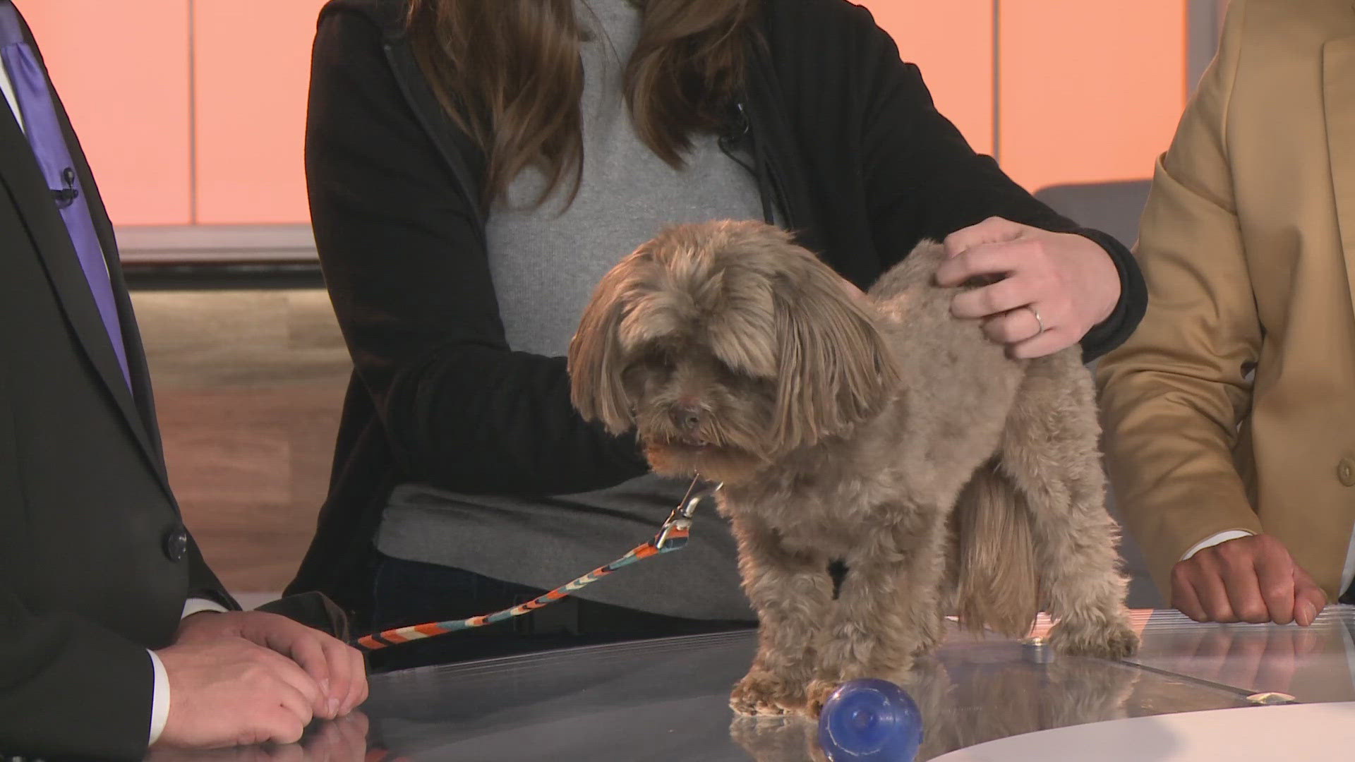 Yogi is a six-year-old Shih Tzu and Maltese mix who is looking for a gentle person. He loves to play catch and loves positive reinforcement.