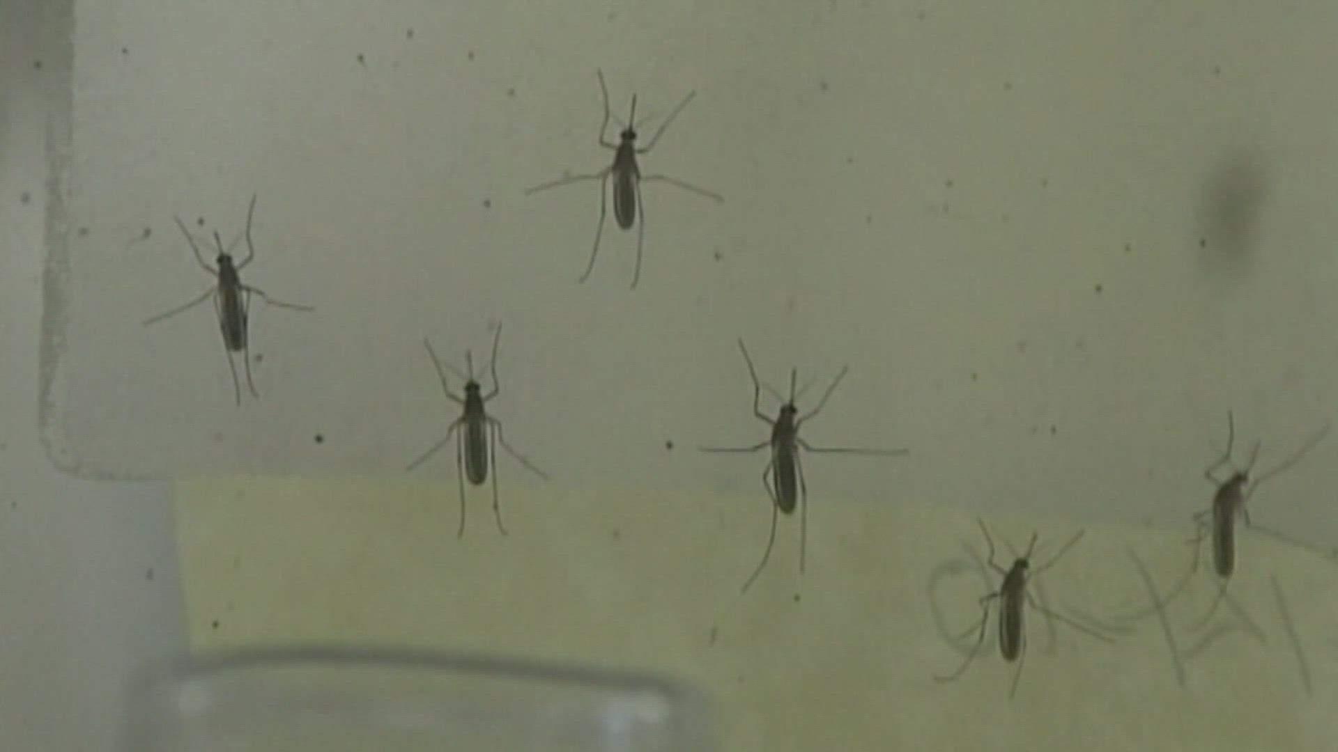 Two humans and two horses have confirmed cases of West Nile virus, according to the Washington Department of Health.