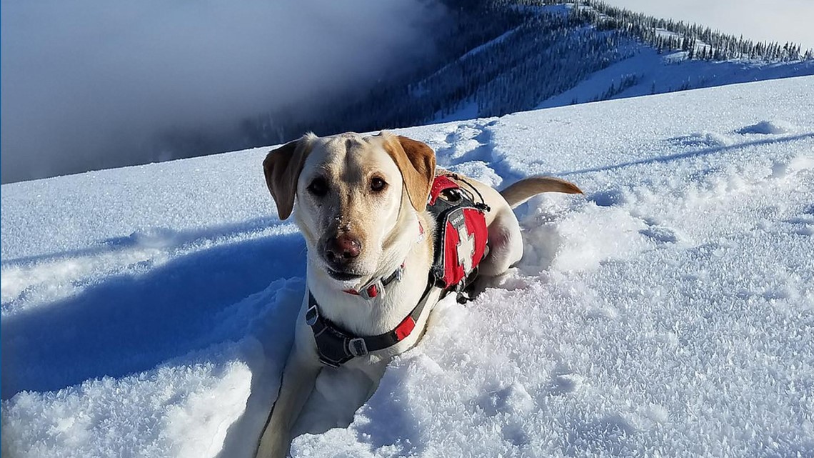 Sandpoint fundraiser aims to give avalanche dogs a helping paw | krem.com