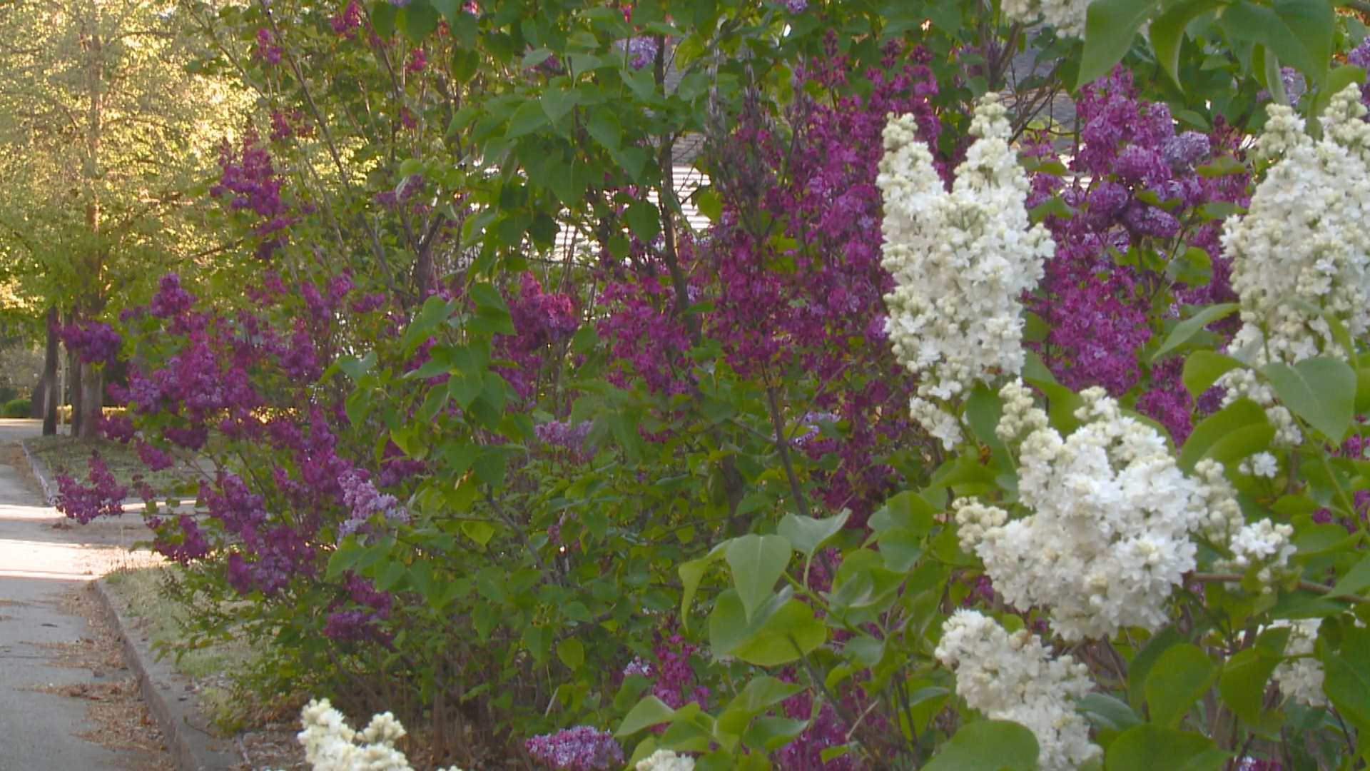 Moments of Zen | Lilacs in Spokane