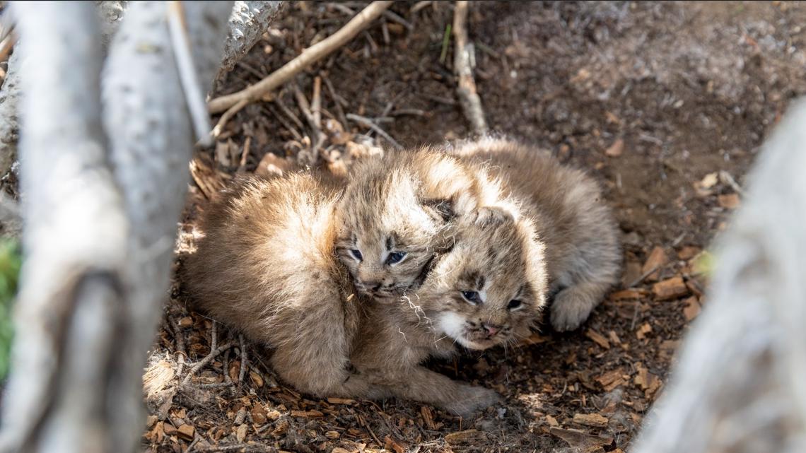 Lynx kittens arrive in Kettle Range after 40 years | krem.com