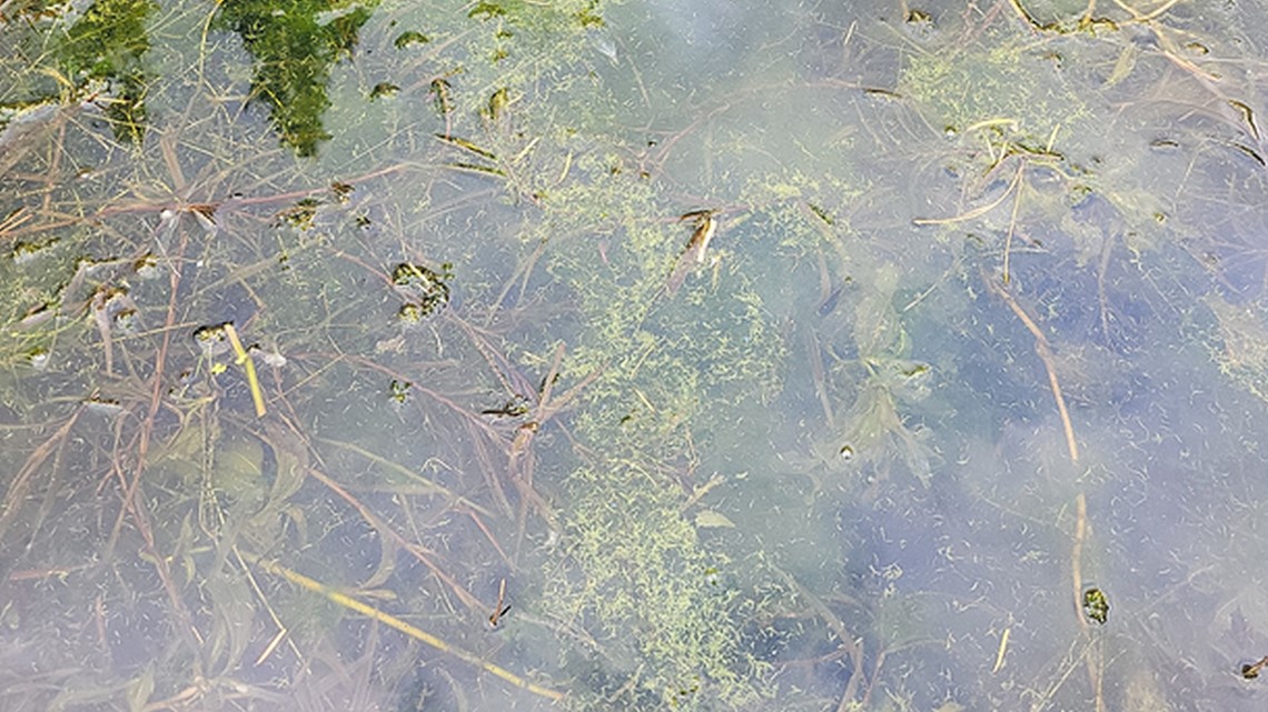 All health advisories for toxic algae in North Idaho lifted - Vimarsana News
