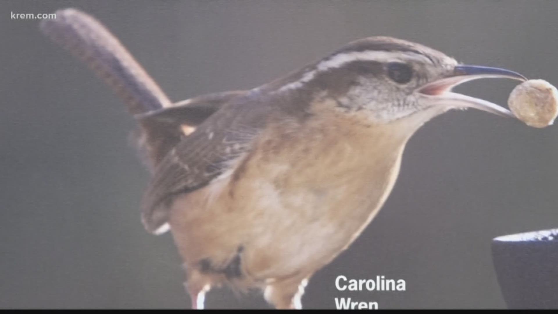 Bird preservation begins with humans, raptor expert says