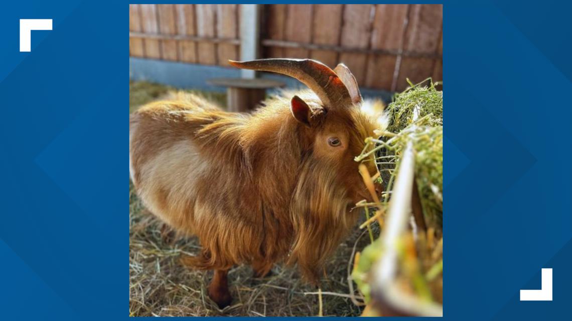 How to meet Bo the Goat at the Spokane County Intestate Fair | krem.com