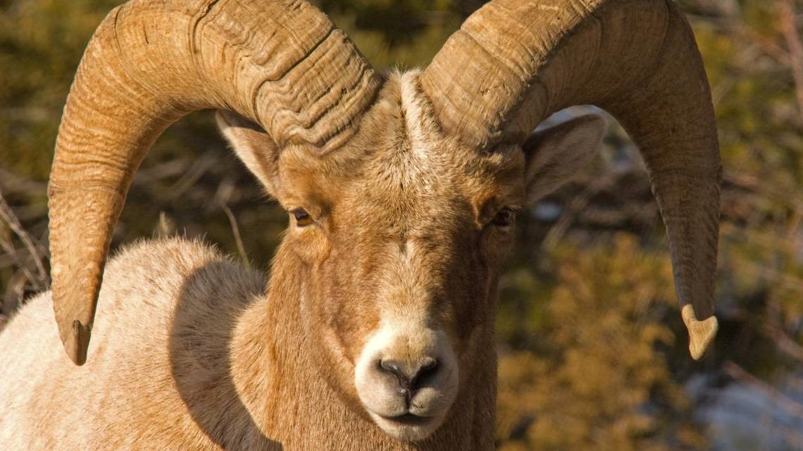 Bighorn are less genetically diverse than a century ago, University of Idaho study finds