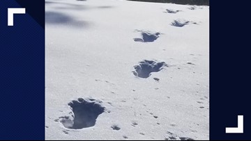 Some believe mysterious tracks in Medical Lake belong to Bigfoot | krem.com