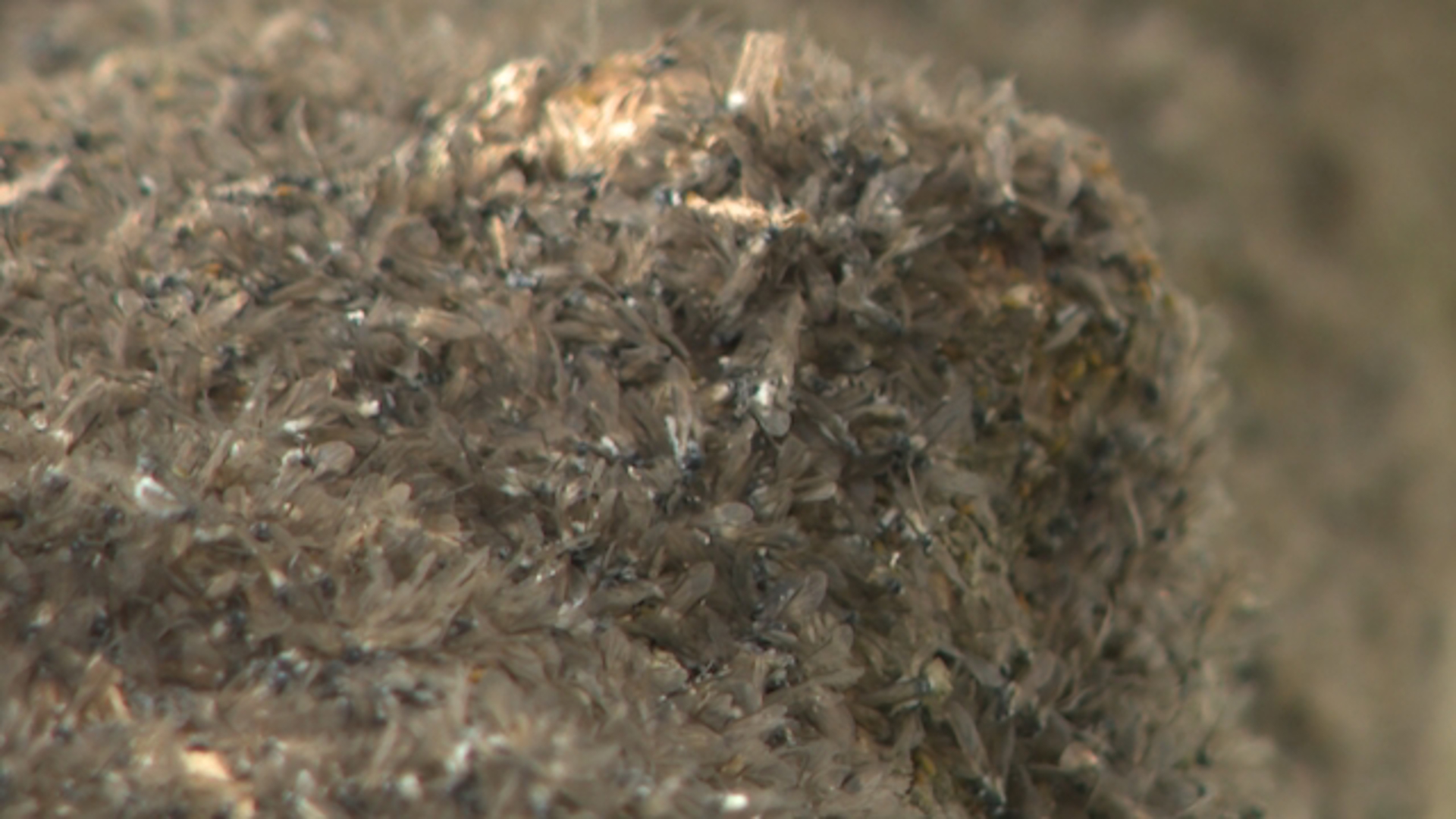 A WSU Master Gardener volunteer explains what to know about Blue Ash Aphids, including why they swarm and what you can do to get rid of them.