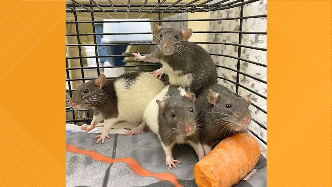 Coeur d'Alene Public Library discovers rats in its book drop-off - Vimarsana News
