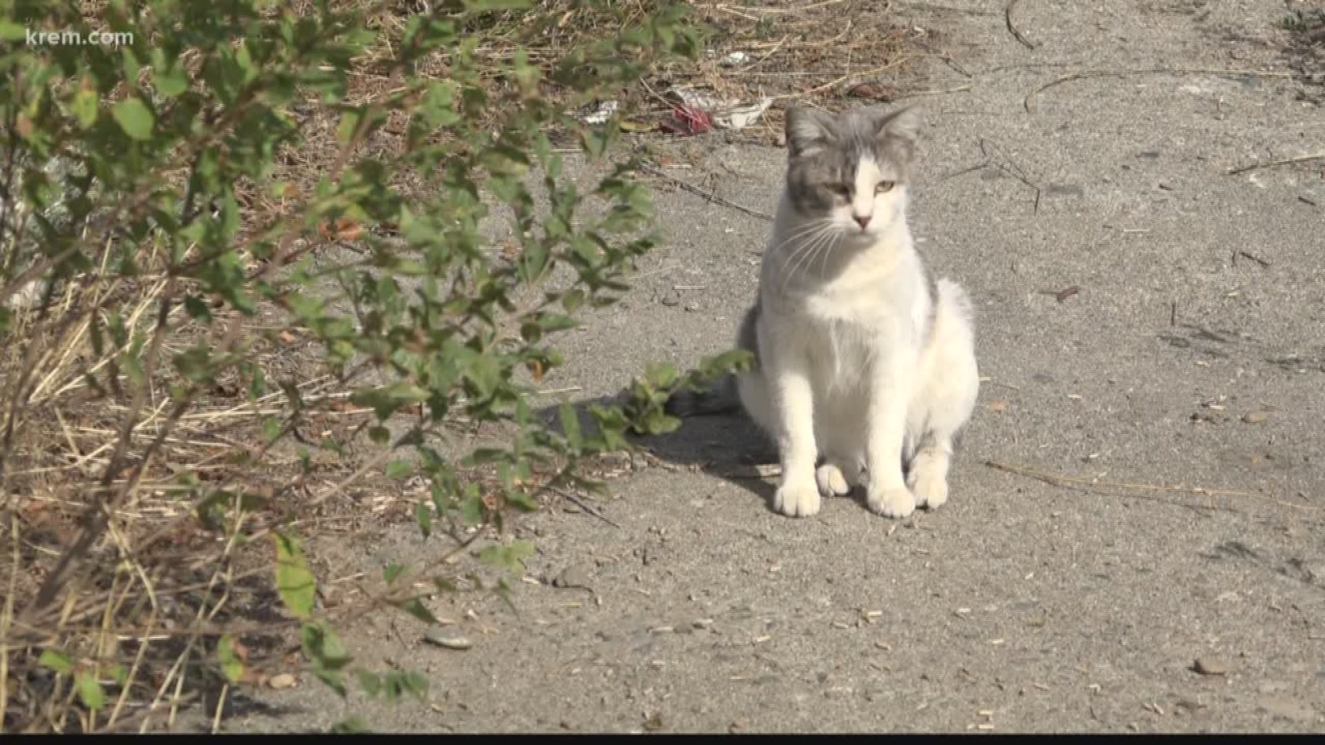 The East Central home has been home to dozens of feral cats and kittens for years. A new owner plans to have it demolished in October.
