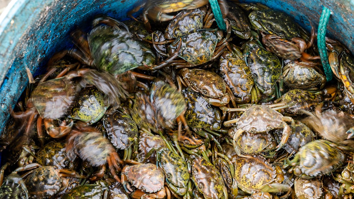 WDFW Works To Rid Washington Of Invasive Crab Species | Krem.com