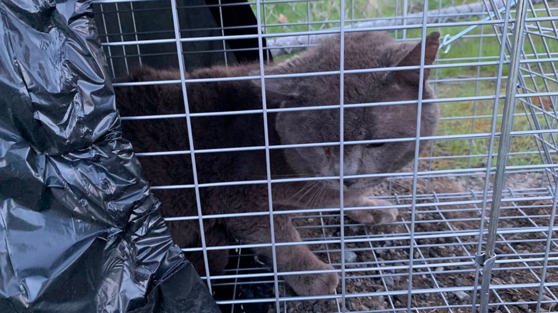 Spokane coalition aims to rehabilitate hundreds of feral cats