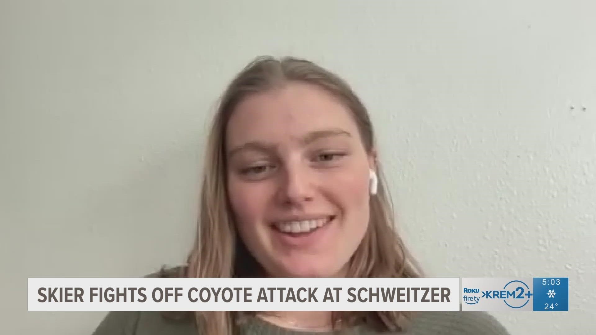 The Idaho Dept. of Fish and Game says coyote sightings have increased at Schweitzer, with one woman being attacked.