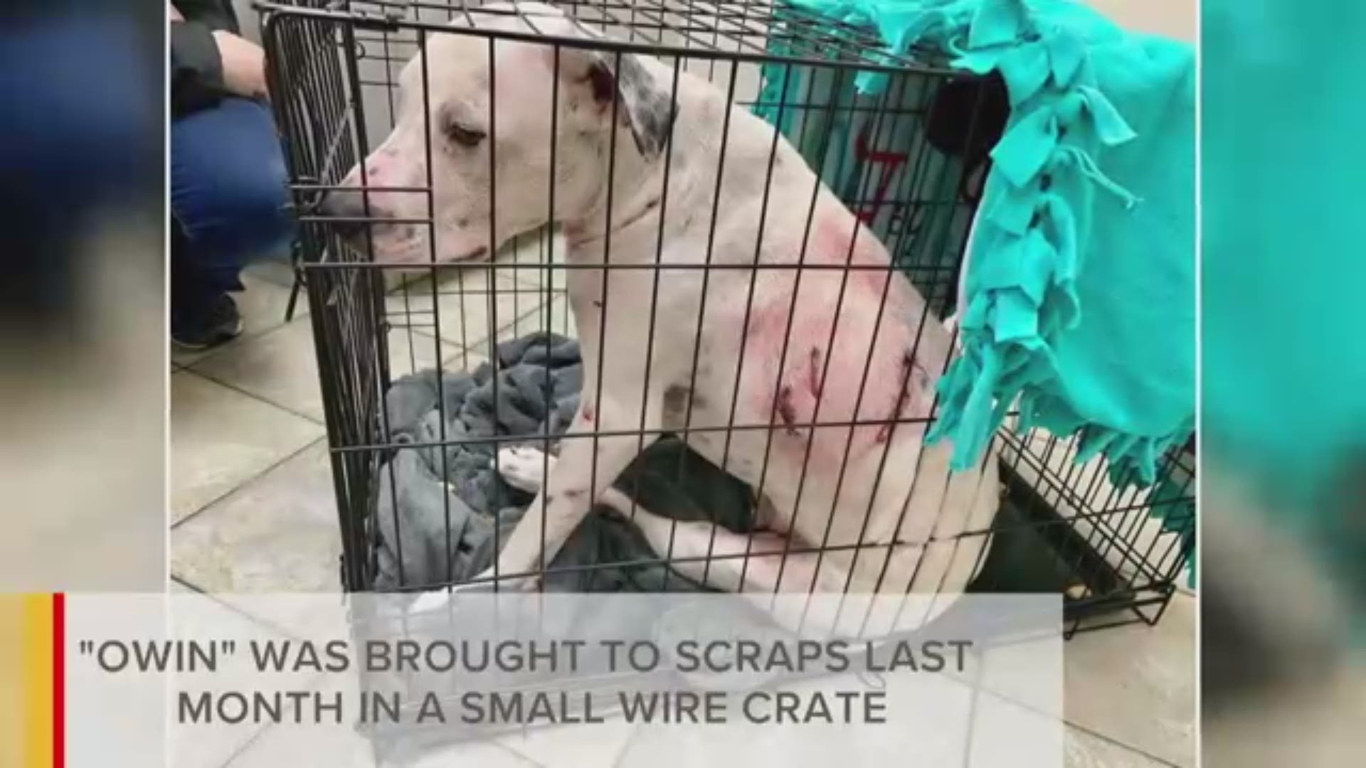 SCRAPS staff said Owin was found sitting beside a pocket knife in his cage and did not want to let anyone near him when he was found.