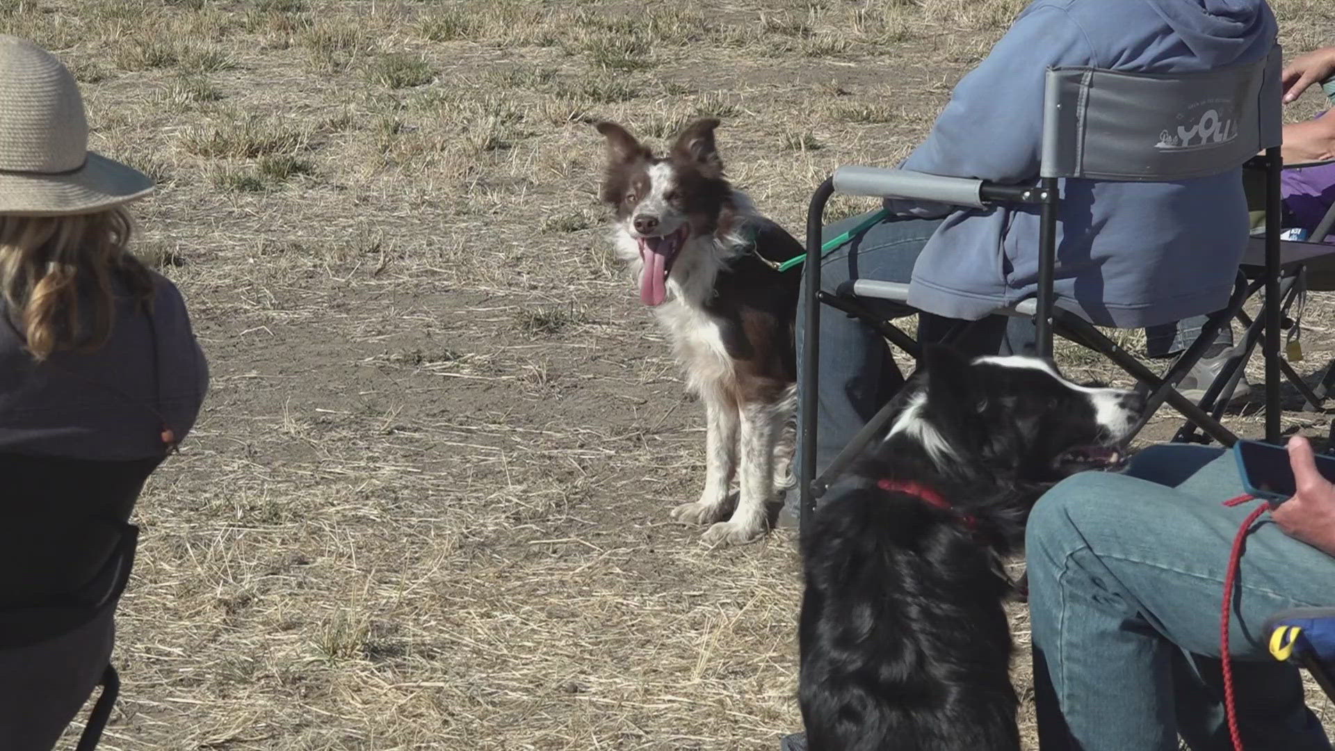 Dozens of teams of dogs from seven states and Canada herded together to compete in a sheepherding for the National Championship.