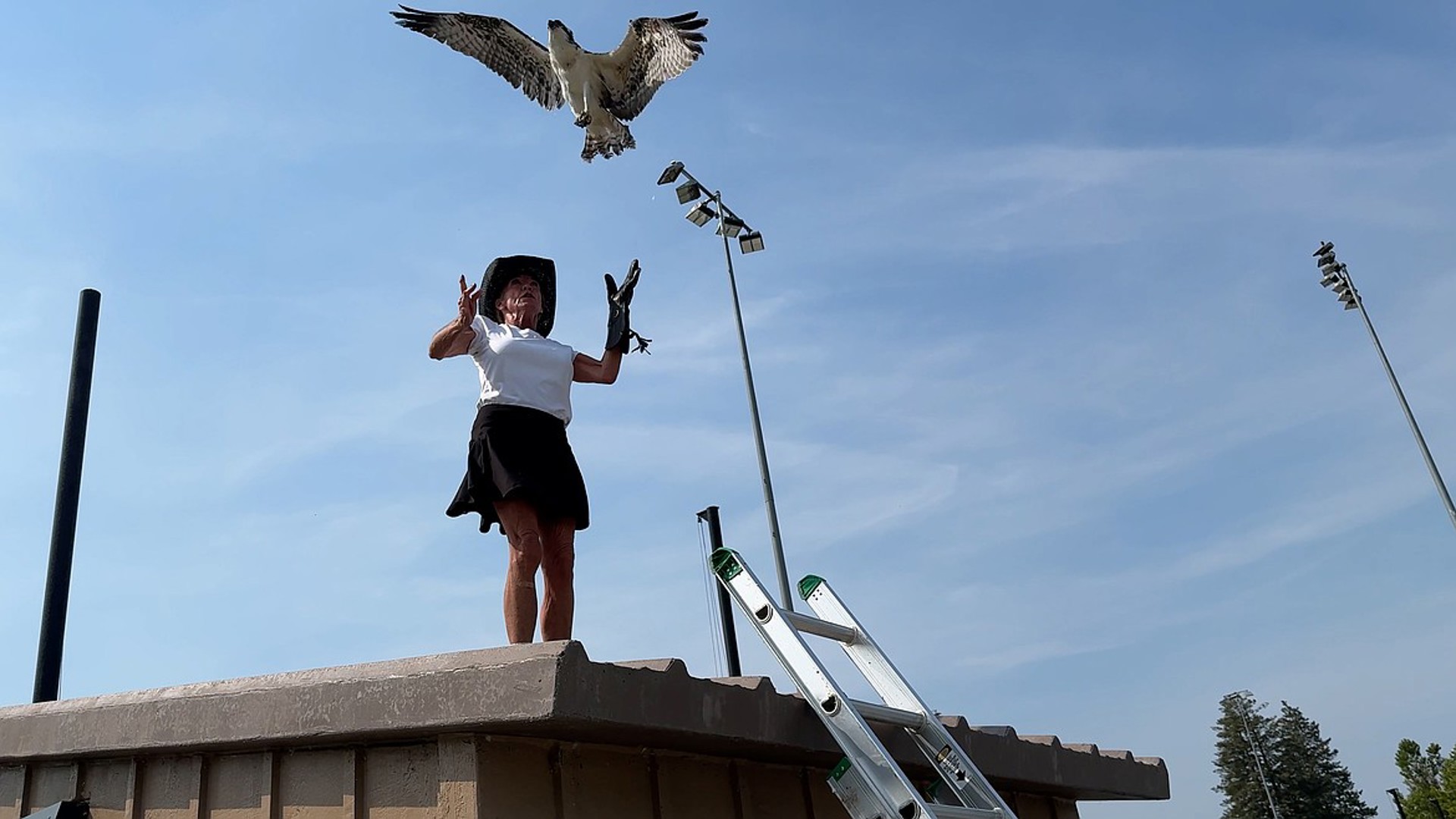 Young osprey, injured in eagle attack, takes flight once more | krem.com