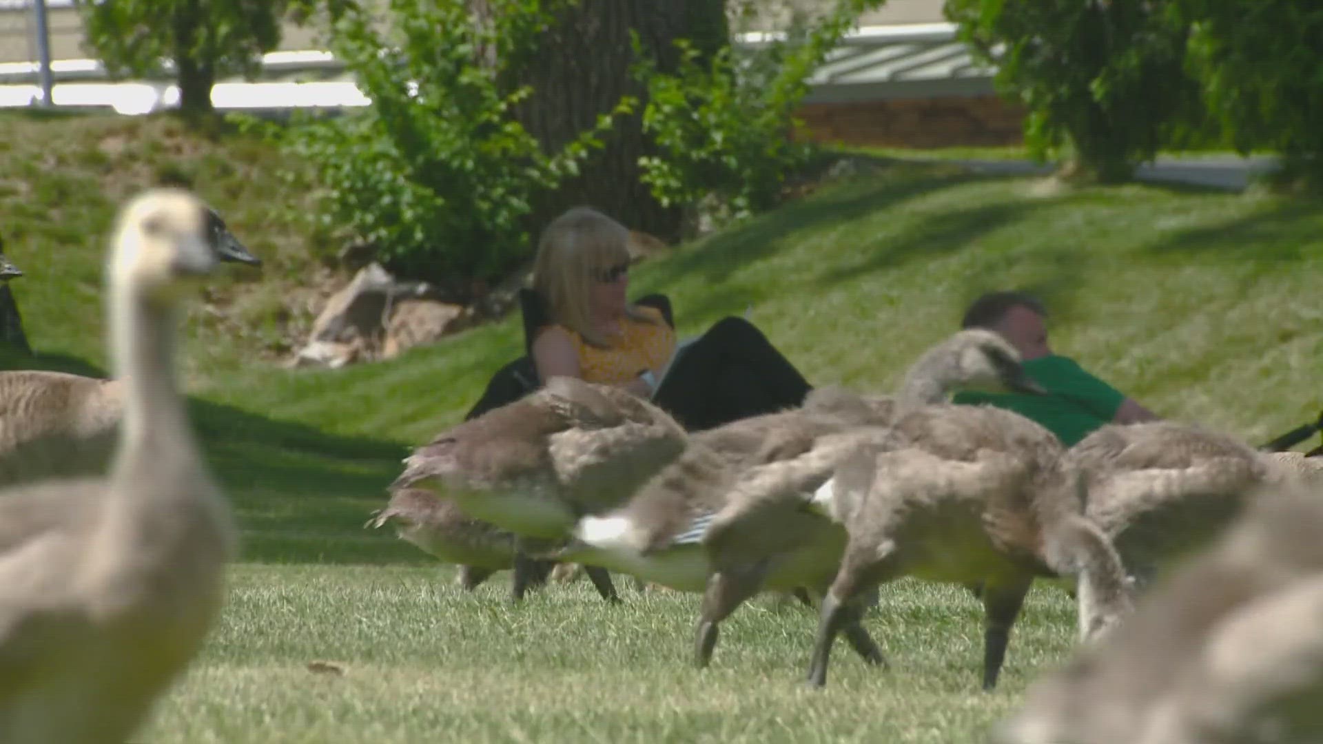 A city spokesperson said there aren't many geese currently on city grounds, as they usually move on from beaches and parks when people arrive.