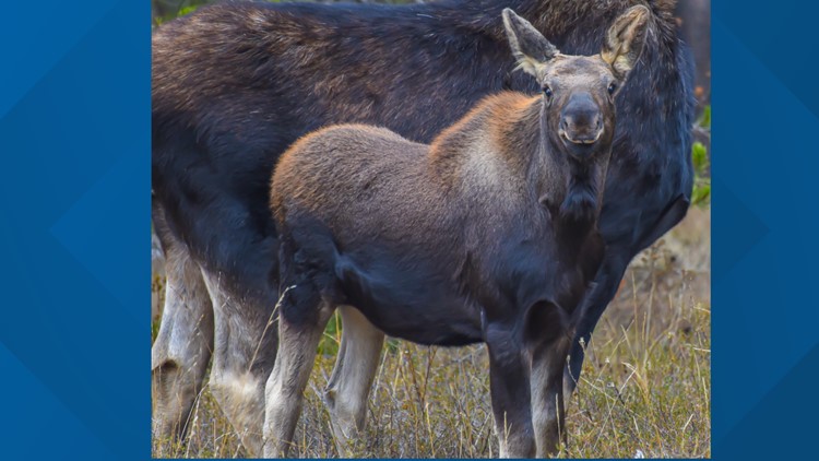 Be aware: Mother moose and her baby are roaming around the Coeur d’Alene area