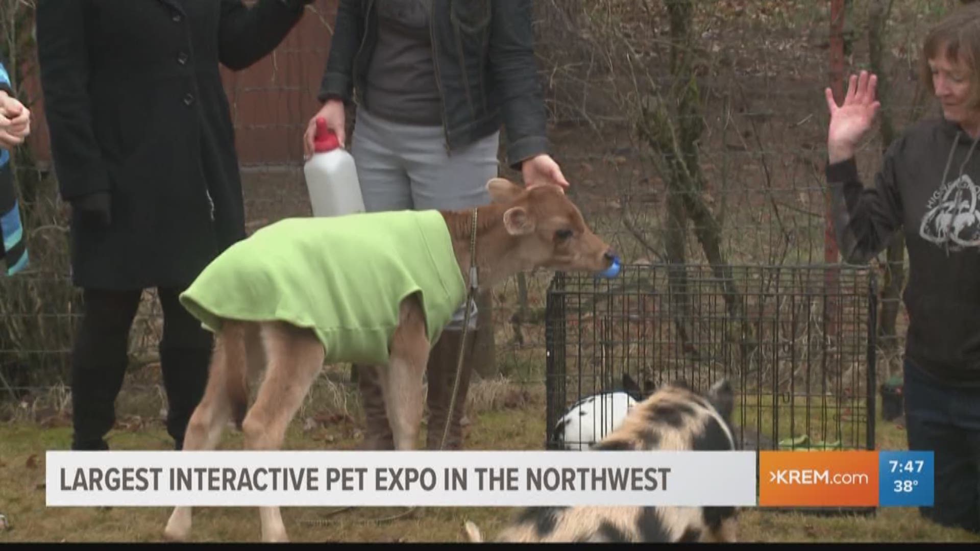 KREM's Brittany Bailey visits with Brooklyn Robinson from SCRAPS and Cheri Scandalis from Higher Ground Animal Sanctuary about the upcoming Pet Expo at the Spokane County Fairgrounds and Expo Center.