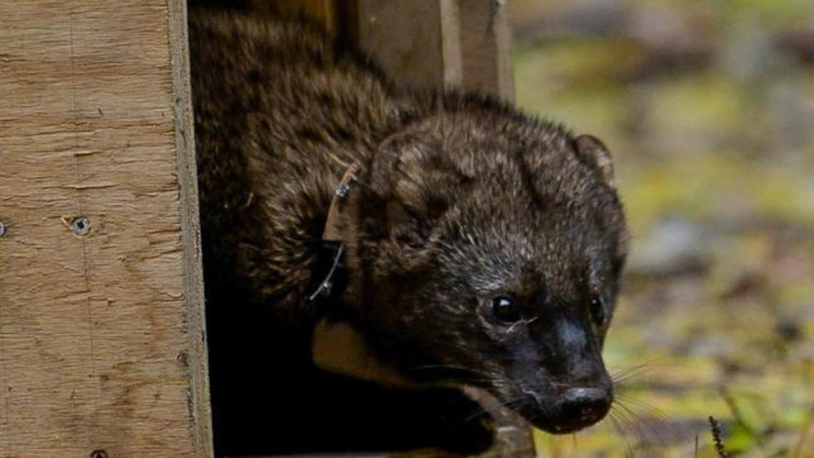 Idaho Fish and Game bringing back member of weasel family to Panhandle Region