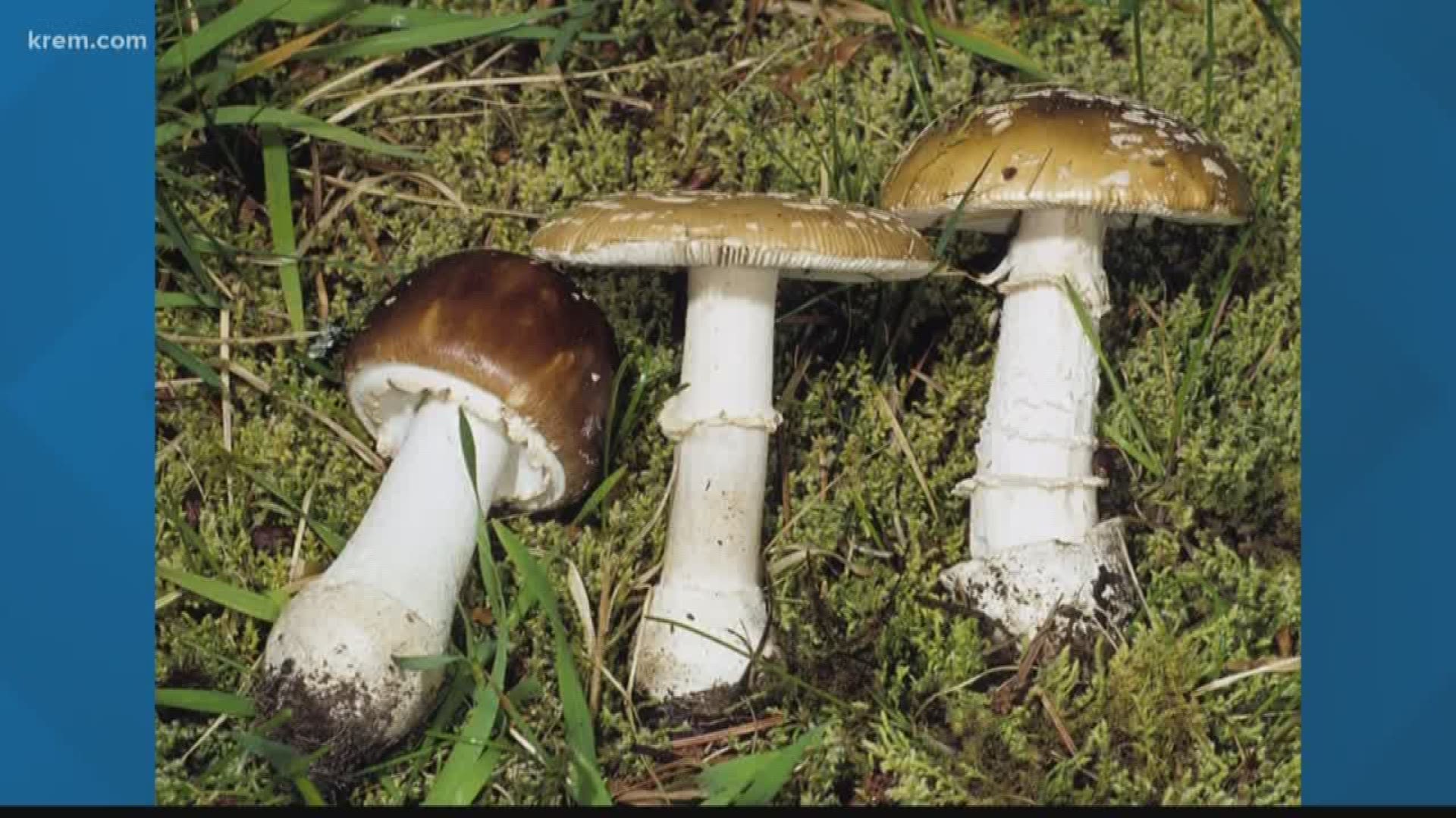 The North Idaho Mushroom Club received report about a man who was hospitalized after potentially eating a poisonous mushroom.