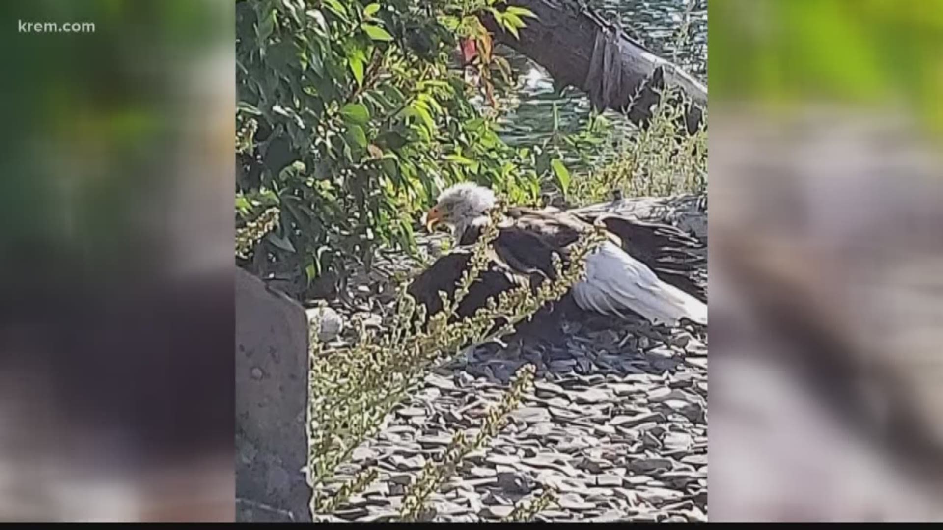 Woman helps save eagle from lead poisoning
