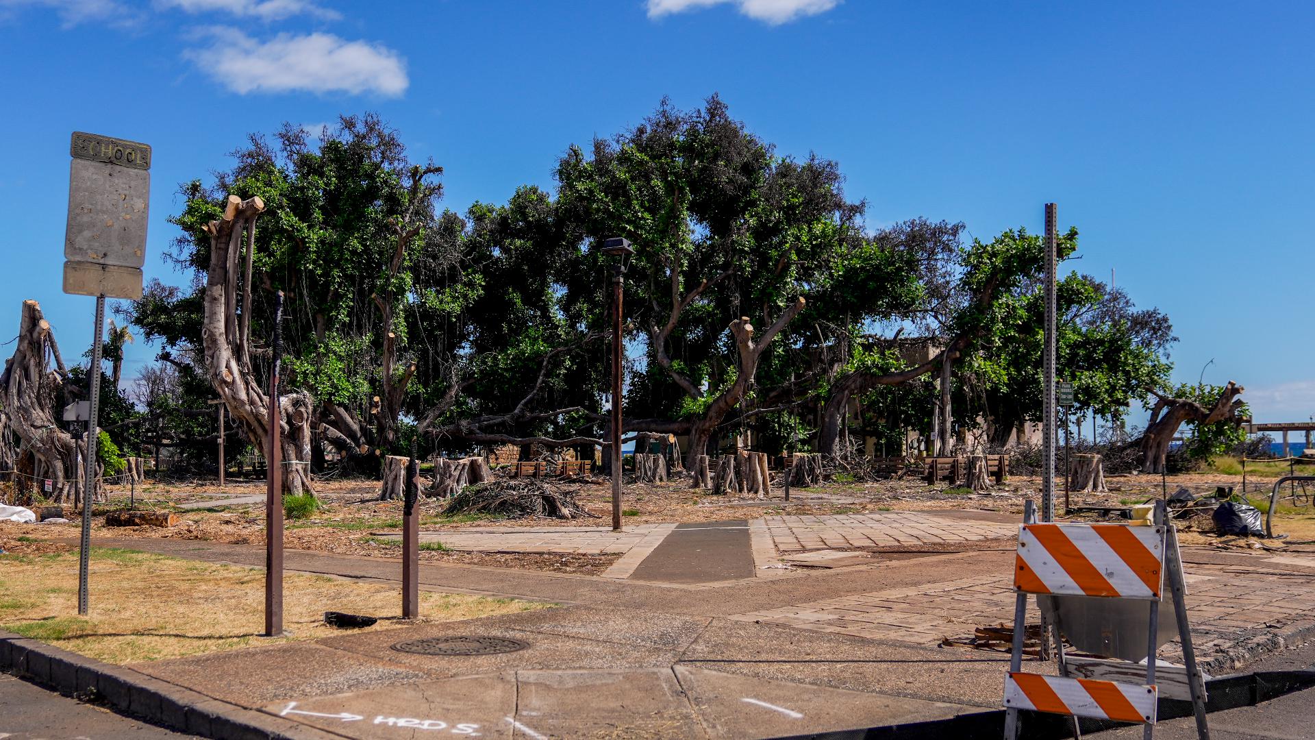 A sprawling 151-year-old banyan tree survived the massive fire last year in Lahaina, and thanks to the efforts of volunteers, some parts are growing back. (AP)