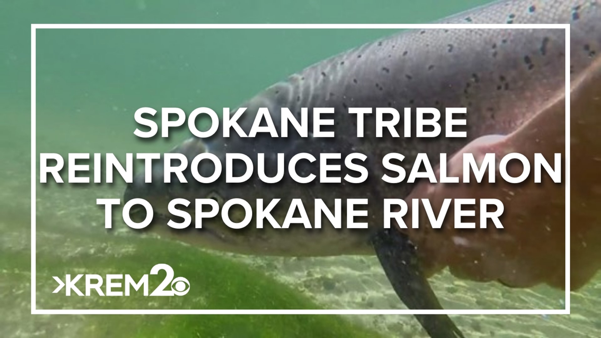 The release took place on the Glen Tana Farm, a 1,100-acre plot is under contract to be given to the Spokane Tribe & WA State Parks for salmon habitat restoration.