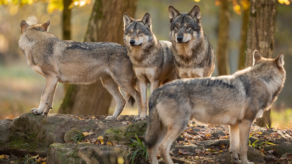 $51,400 reward for information in Washington Gray wolf poisonings ...