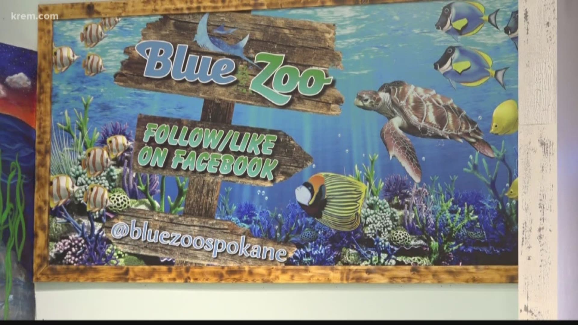 KREM's Amanda Roley spoke with Blue Zoo Aquarium about complaints that claim animals and fish are abused at the facility by visitors.