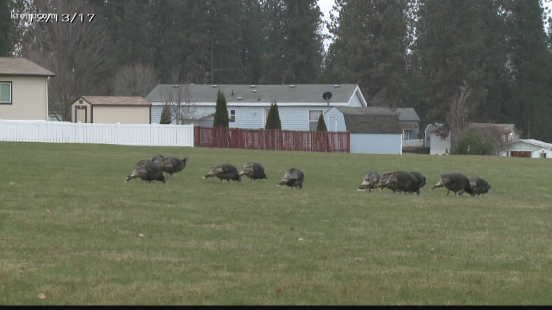 Residents of the Shenandoah Forest Park said when they first noticed the turkeys in the neighborhood, there were only 10 to 15. But their numbers quickly grew to about 200