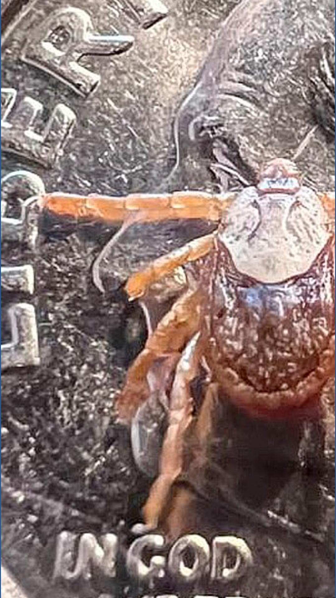 State issues warning of new disease-carrying tick species in Montana ...