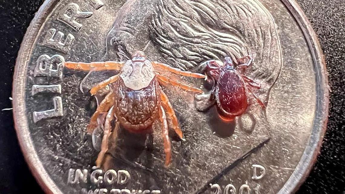 Montana warns of new disease-carrying tick species in the state - KREM