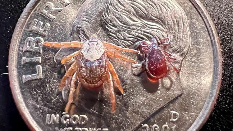 State issues warning of new disease-carrying tick species in Montana ...