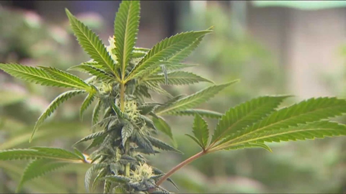 Spokane addiction expert weighs in on marijuana debate 