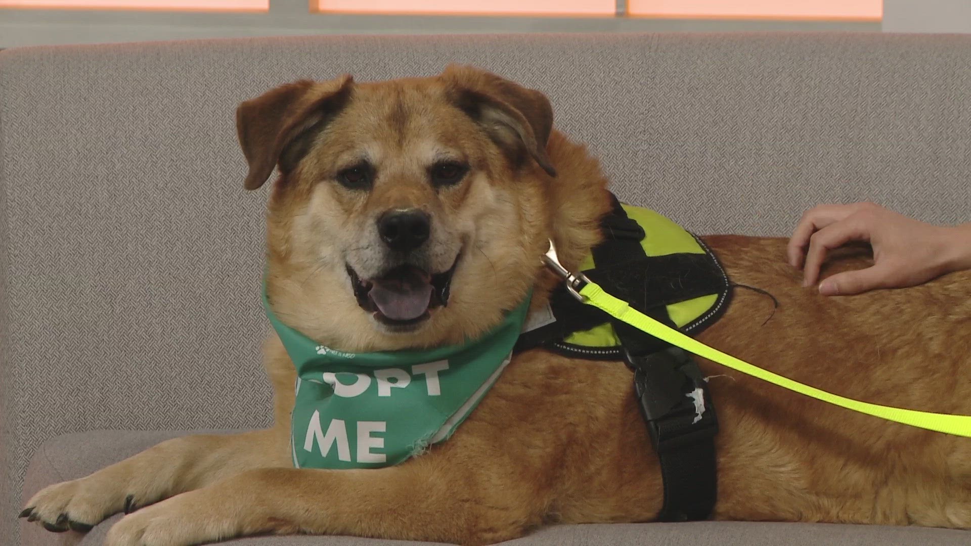 He is a 6-year-old Chow/Shepherd mix. He is lovely and would love to spend his golden years being your best friend! He is available for adoption at PetSmart South.