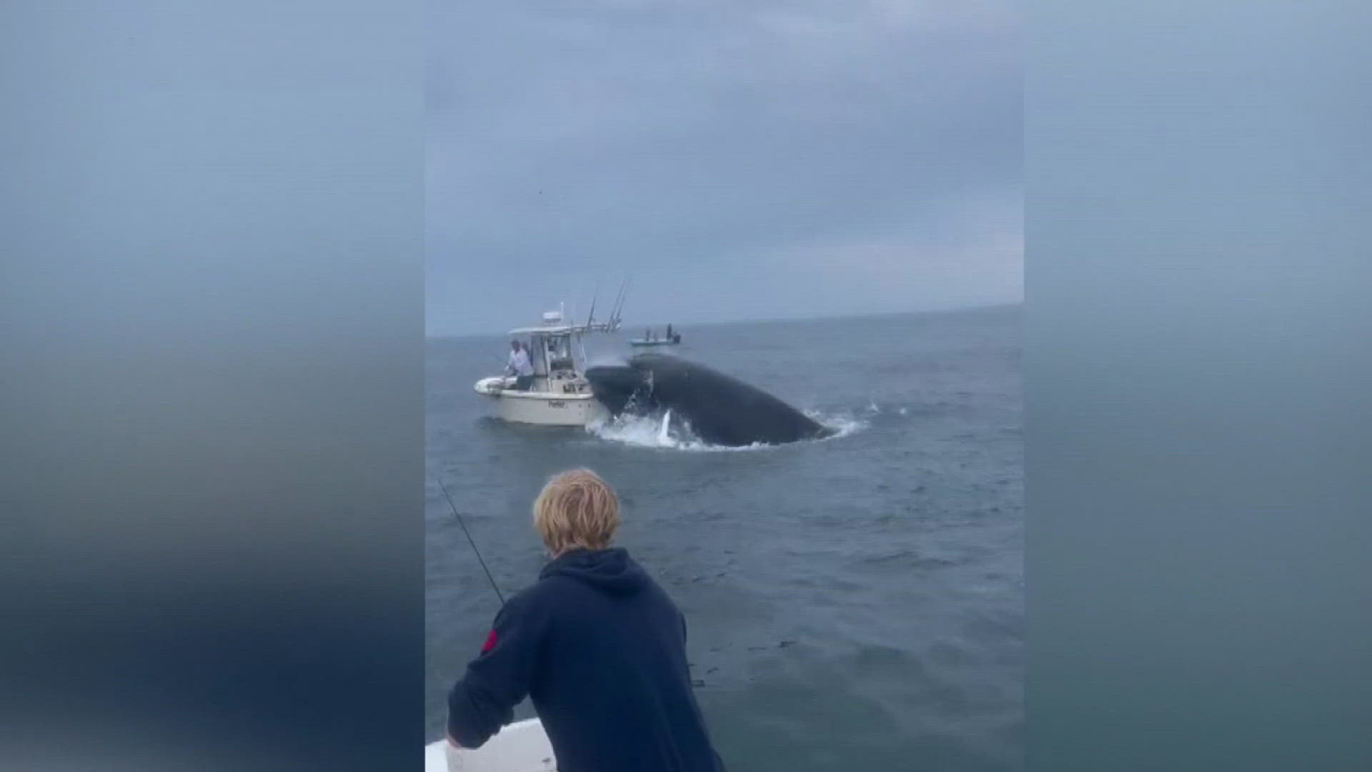 A viral video shows a breaching whale crashing onto a boat, which sent two men overboard.