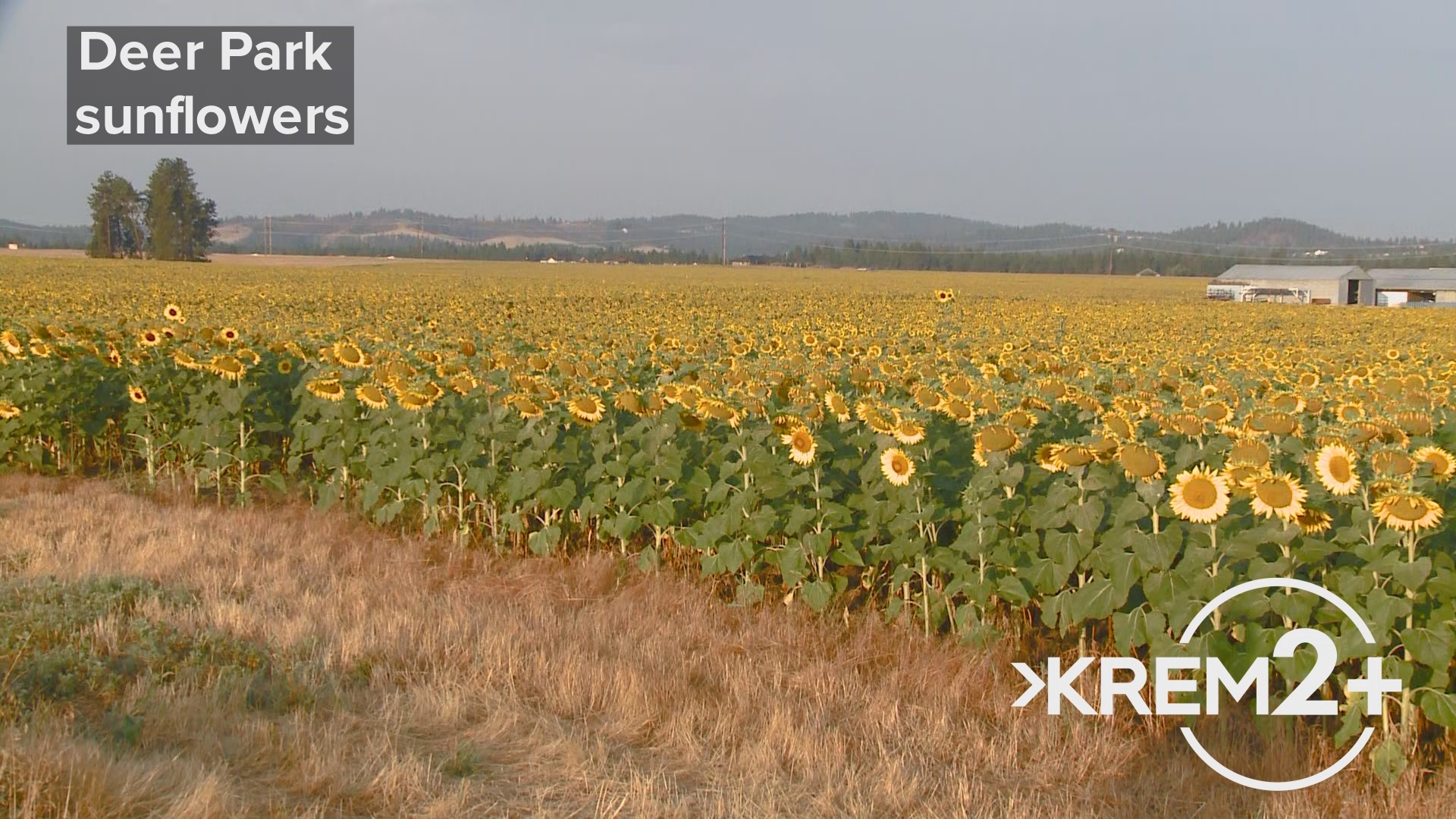 Moments of Zen | Deer Park sunflowers