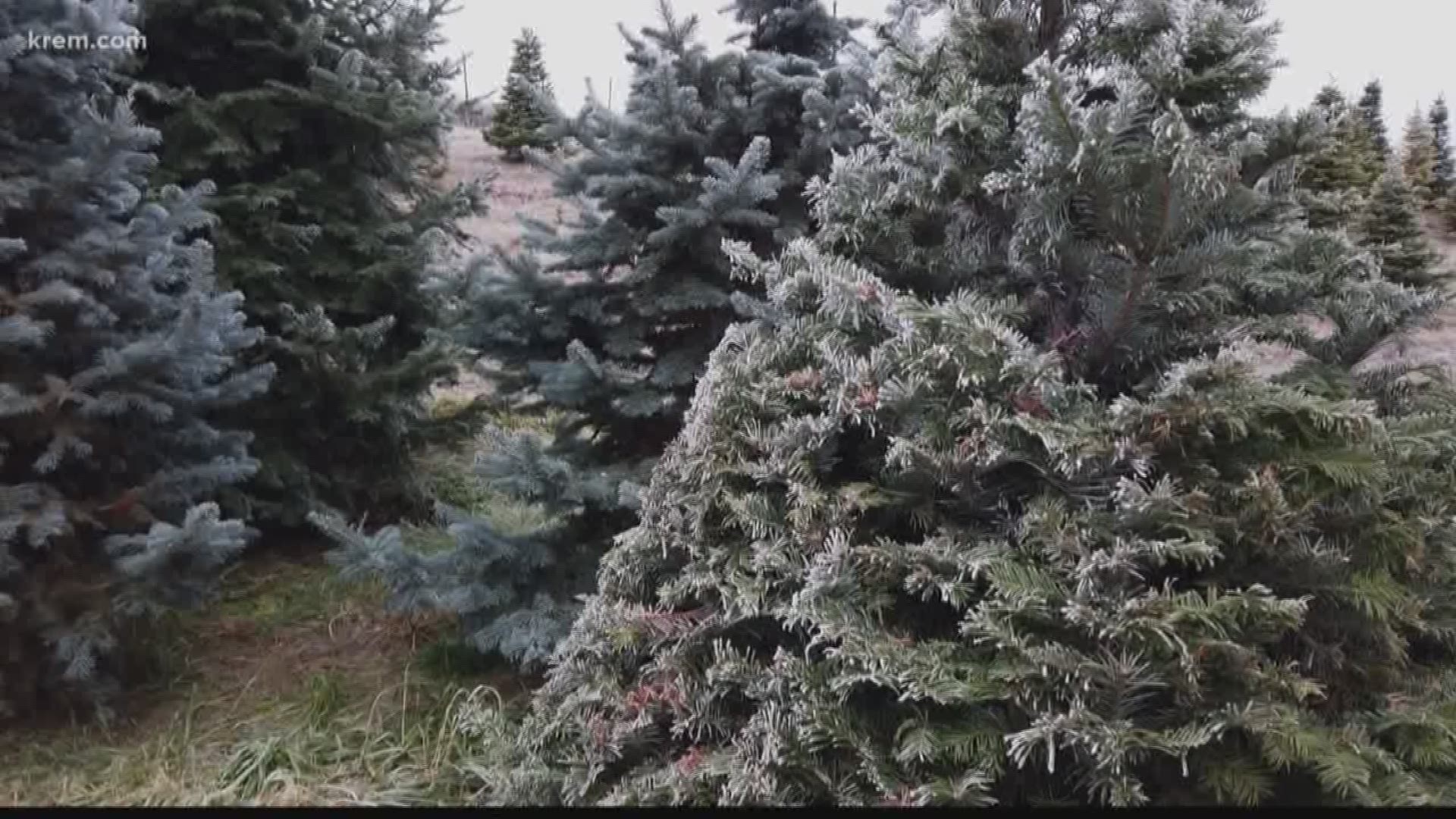 A Christmas tree shortage has led to a smaller supply at a Greenbluff tree farm. A tree farm owner said a lot of trees didn't make it through the summer.