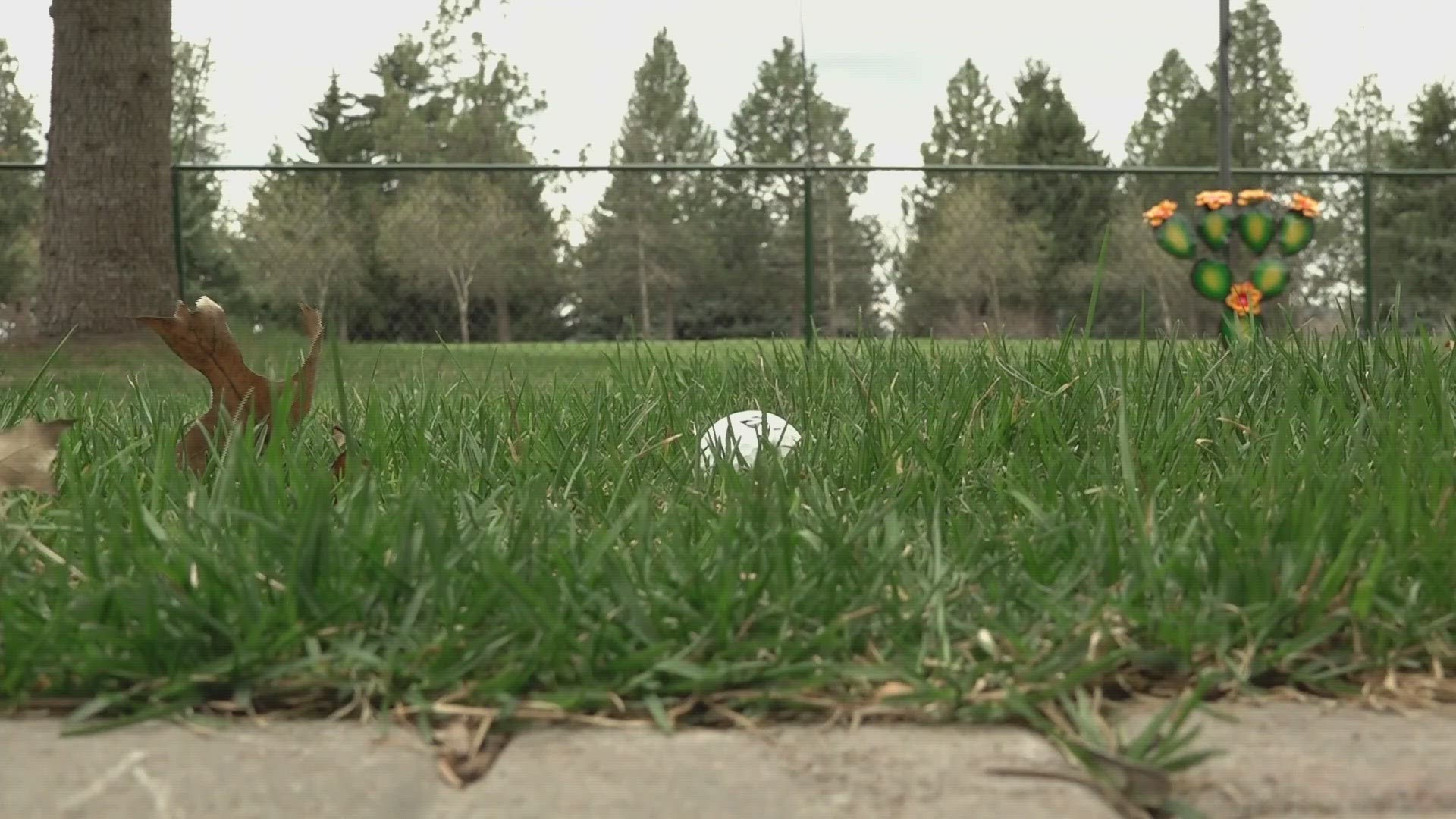 Some neighbors, like Richard Hutchins, have to put up netting to protect their backyards from the constant downpour of golf balls.