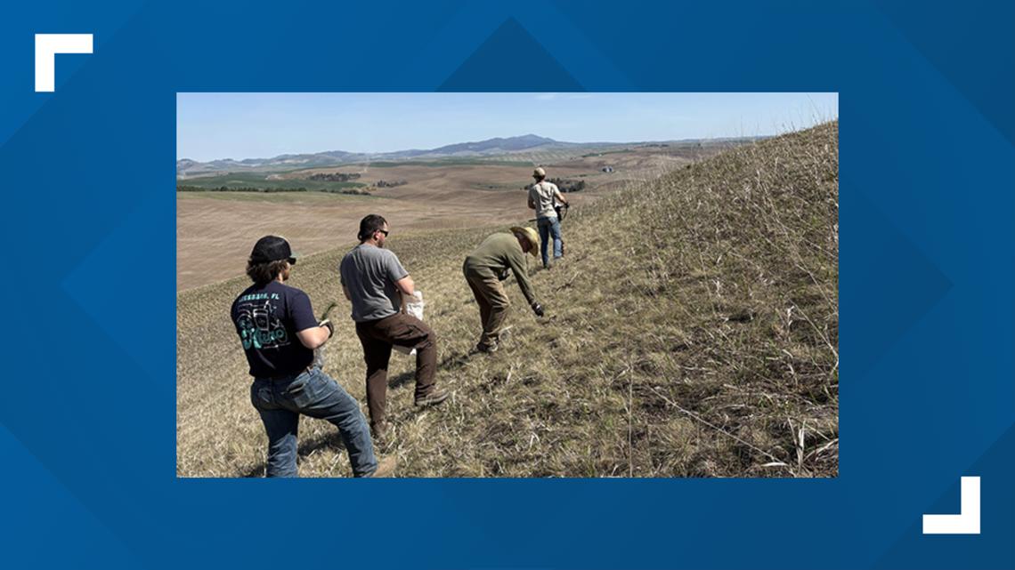 Smoot Hill Project expands turkey habitat and hunting opportunity near Albion